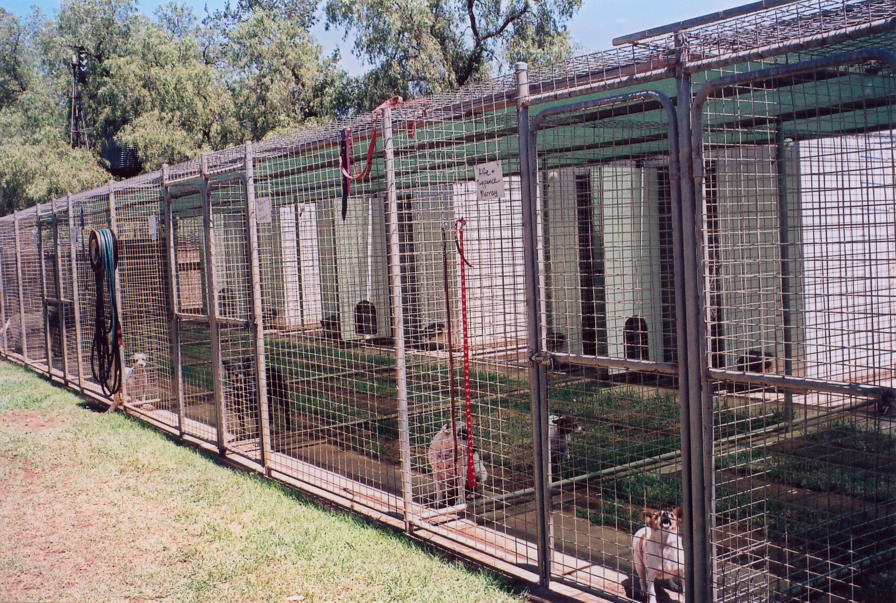 Spacious grassed dog kennels at Leeton K9 Motel